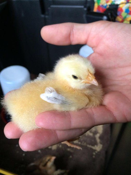 Have you ever been bitten on the nipple by a chicken? I did 😳🐥 I guess baby Austrian takes after daddy<a href="/tag/vestation"class="tags"><span>#vestation</span></a>