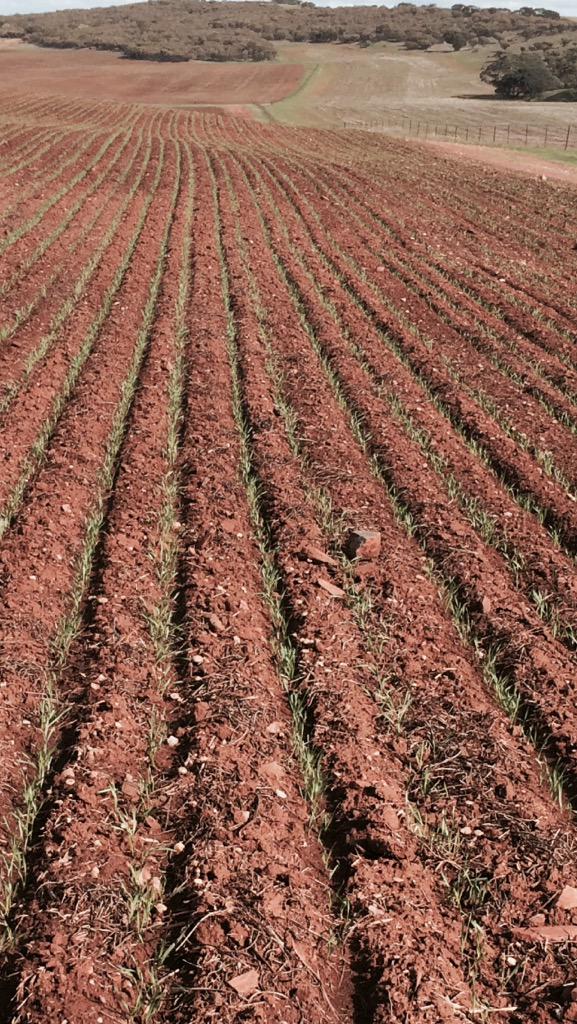 guinnipig's tweet image. Some #Corack and some #Mace wheat. sown with the #LowPrecisionSeeder #DodgyAsItGets #InterRowAccidental #EPag