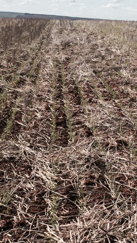guinnipig's tweet image. Some #Corack and some #Mace wheat. sown with the #LowPrecisionSeeder #DodgyAsItGets #InterRowAccidental #EPag