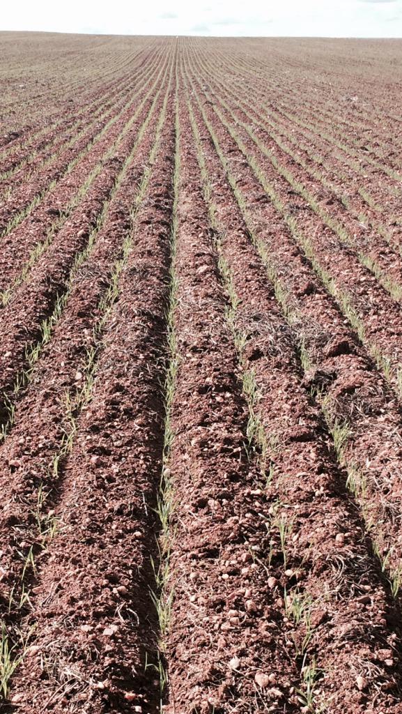 guinnipig's tweet image. Some #Corack and some #Mace wheat. sown with the #LowPrecisionSeeder #DodgyAsItGets #InterRowAccidental #EPag