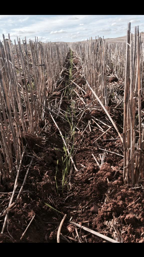 guinnipig's tweet image. Some #Corack and some #Mace wheat. sown with the #LowPrecisionSeeder #DodgyAsItGets #InterRowAccidental #EPag
