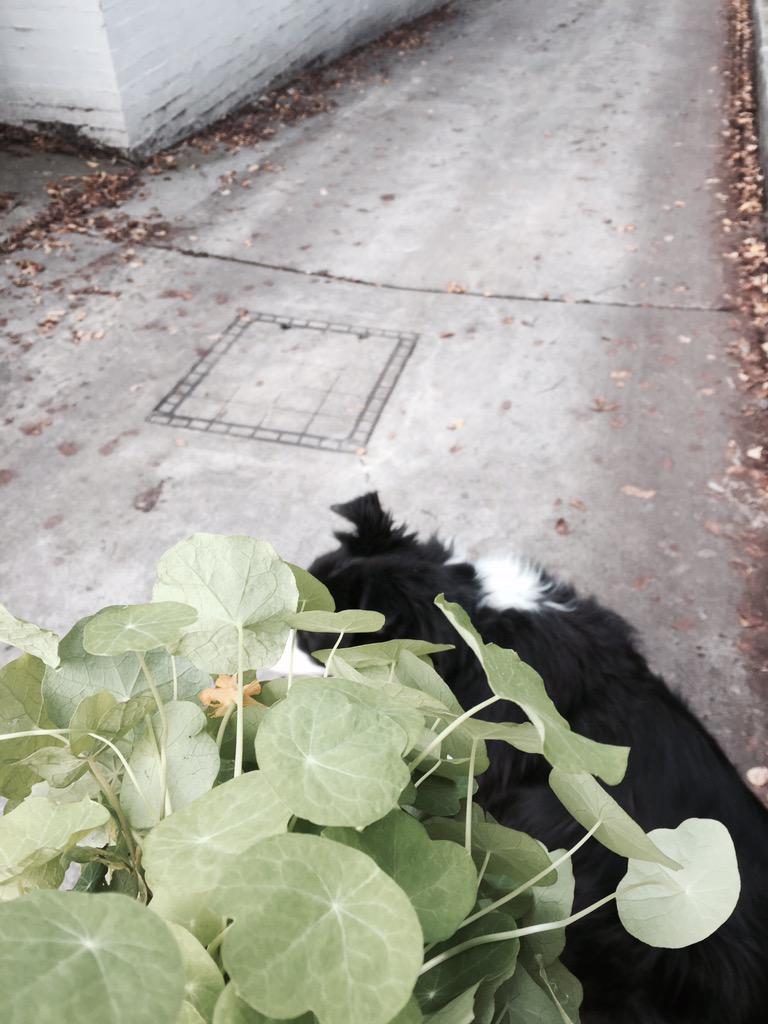 Milo ... Nasturtium hunter