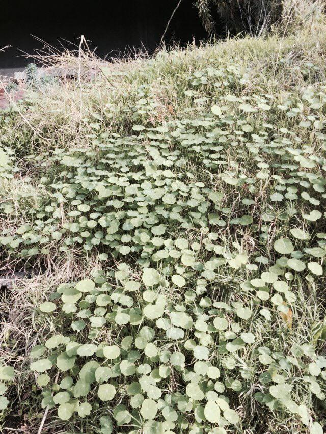 Nasturtium.. For Franco