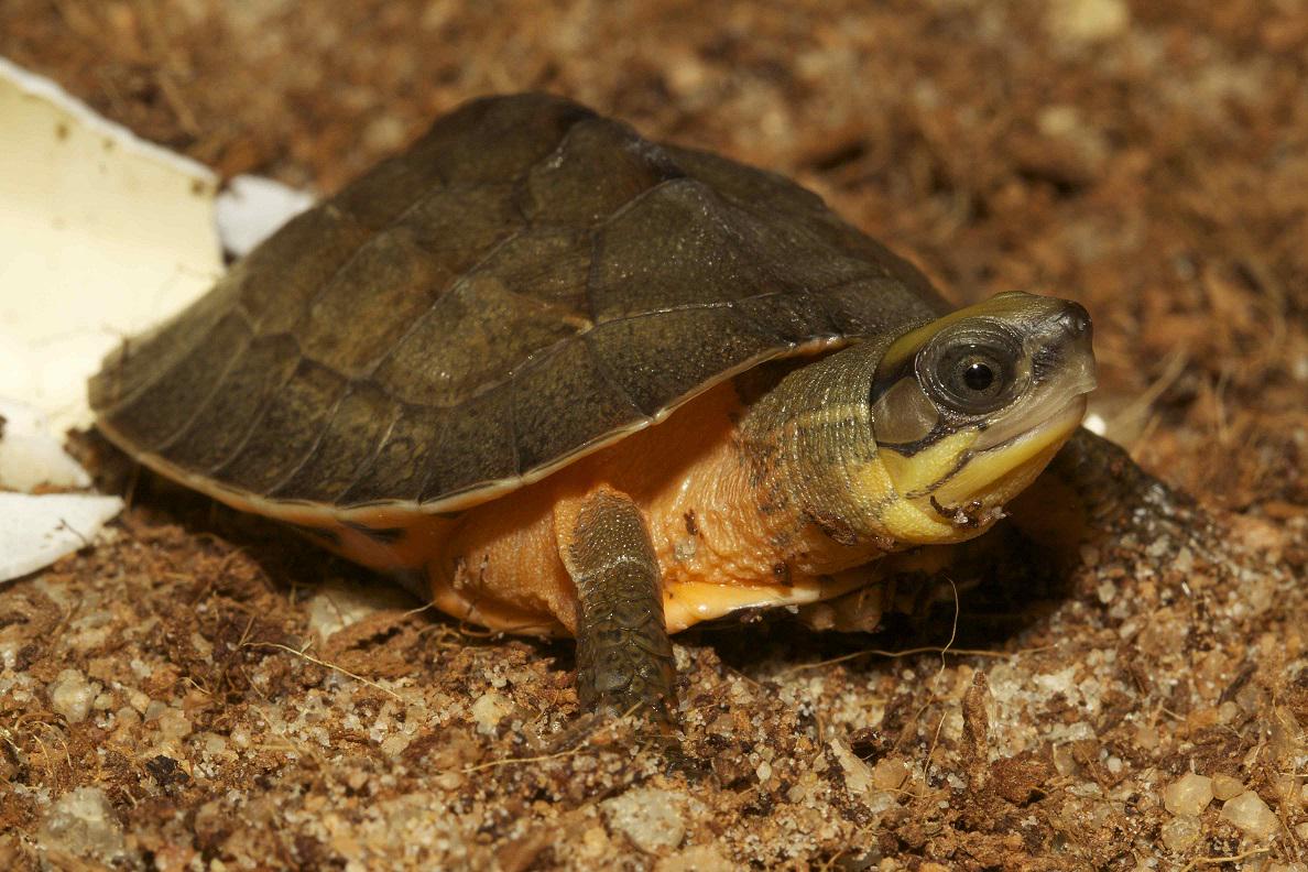 ZoosVictoria tweet picture