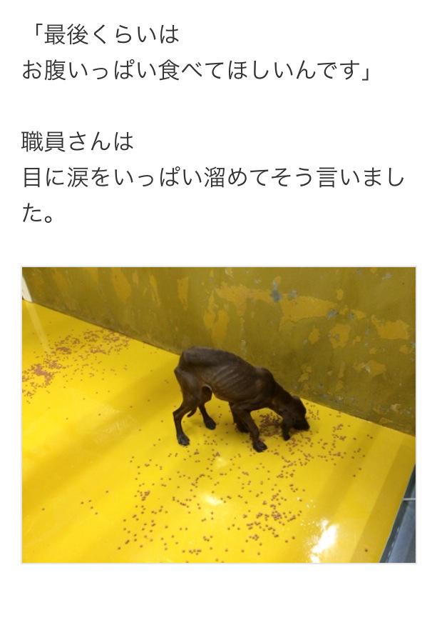 chipokopon's tweet photo. 最後のごはん…

何て悲しすぎる言葉なのか…
冷たい監房で
不安と寂しさの中で
この世で食べる最後の食事。

死の瞬間まで人の温もりを求め続け…息絶える命。

日本のアウシュビッツはいつになったら終わりますか…？ http://t.co/24GERYLKtr