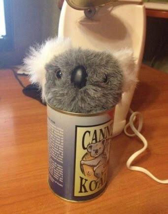 lastdazeblog's tweet photo. Koala in a can... this is our life @__ZacTweets http://t.co/zi9cDTkFC5