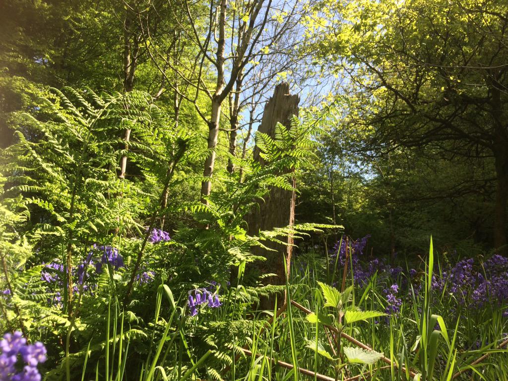 I'm still looking very pretty eve as the bluebells start to fade