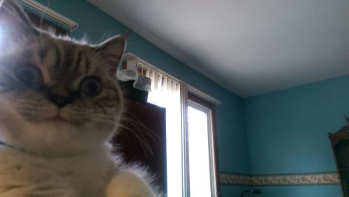 SoCuteKittens's tweet photo. JUST WATCHING YOU SLEEP, HUMAN. http://t.co/8uz1W32EBI