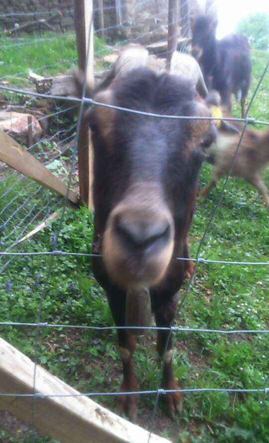 Ultimatum_Team's tweet photo. Gure maskota (azuzena ahuntza) animatzeko prest dago! 🐐🐐 http://t.co/w0Vq6Ol0dm