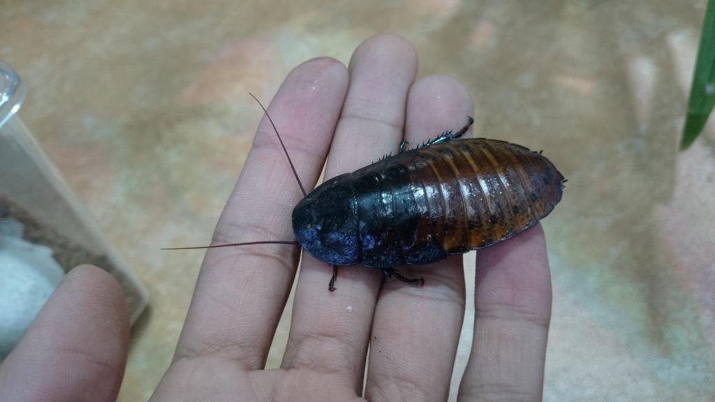 ペポニ インター店 アロワナの餌として販売されていたこともありましたが 今や立派な初心者向けペットローチのマダガスカルヒッシングローチ 私の好きな洋画で使われています 稲村 Http T Co 4emeaqhxck