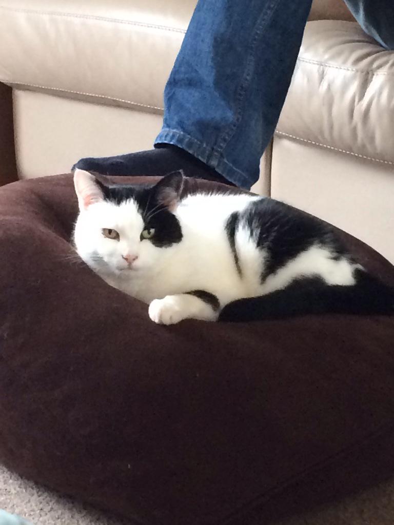 Good morning friends 😺