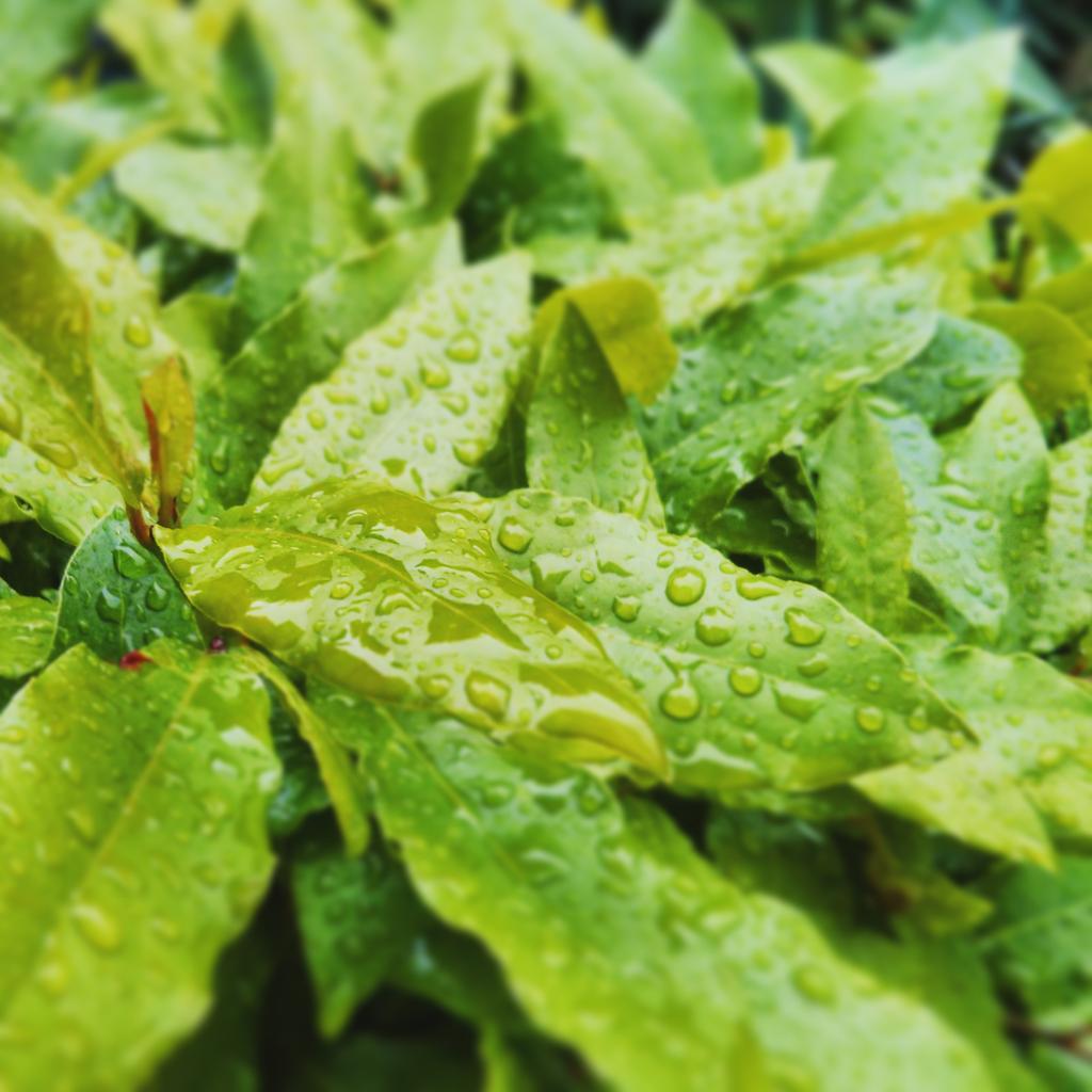 Non tutta la pioggia viene per nuocere. #cantrainforever