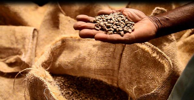 UNDP's tweet photo. Organic coffee from #Haiti creates jobs &amp; conserves #biodiversity: http://t.co/qh2mTmFsu0 @UNDPHaiti http://t.co/V4igFKcAwo