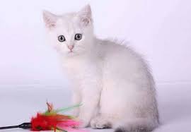 cat418cat's tweet photo. @mohamedrokay2  الحمد لله صباح الفل يعم محمد http://t.co/bEb1dfWjm6
