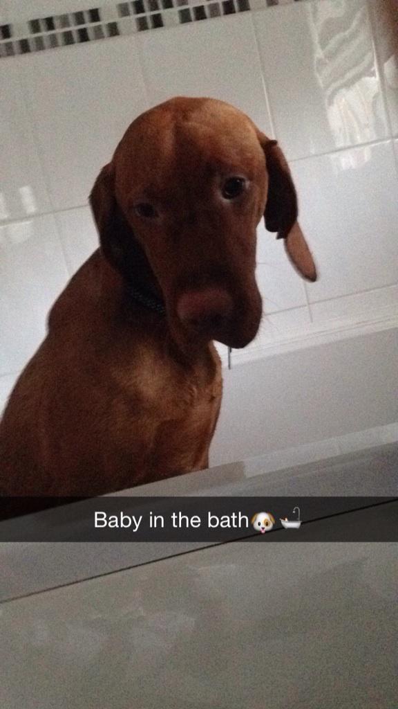 10FeetHigher's tweet photo. Ollie not sure about his bath!! http://t.co/dF3oB8DBbf