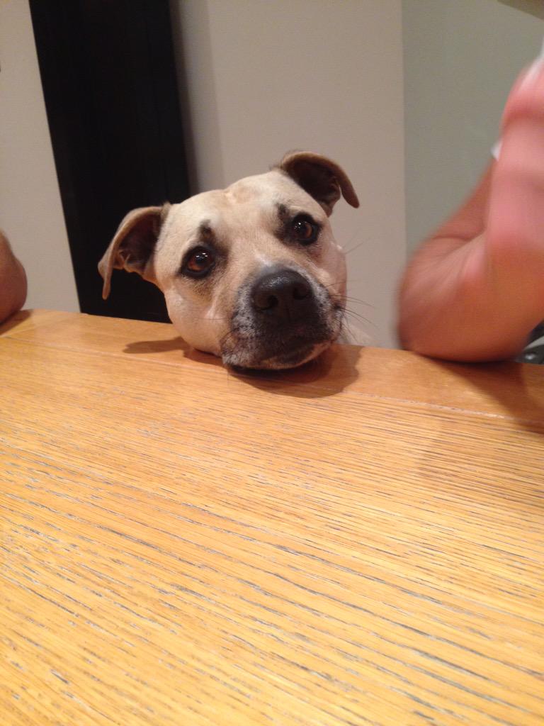 Char_89_'s tweet photo. MY LITTLE TED IS STILL MISSING !! £1000 REWARD IF FOUND AND RETURNED HOME!! http://t.co/ysOXqCDFXt