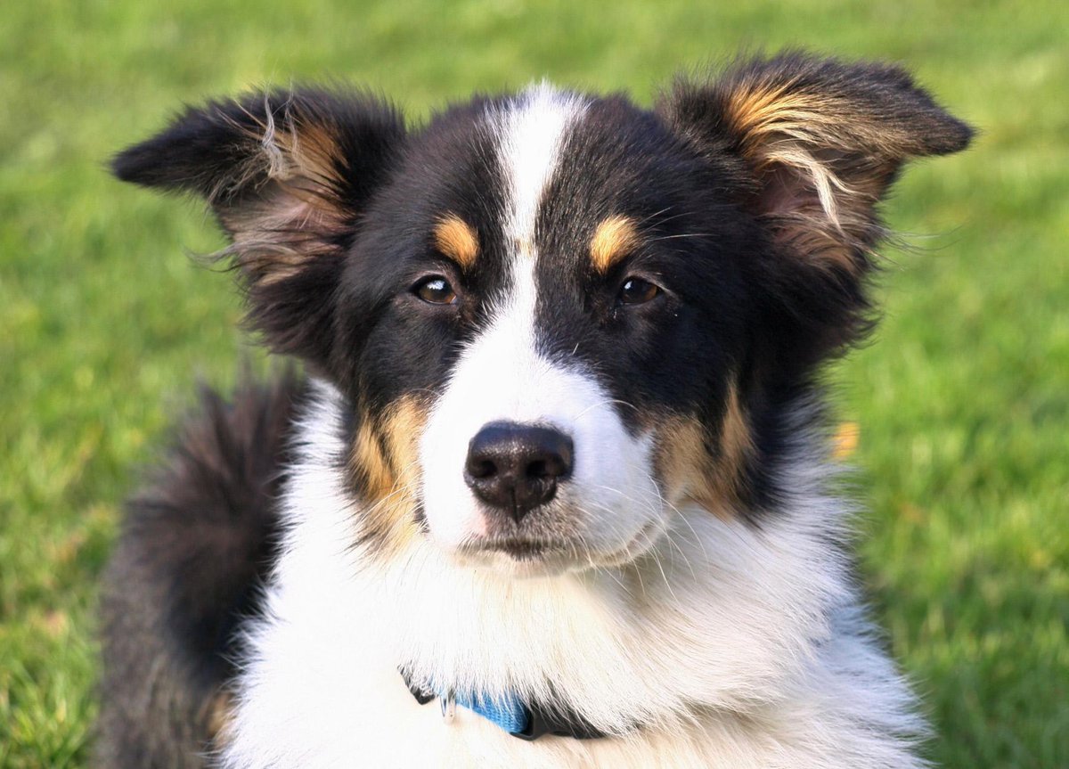 ZDF's tweet photo. Was wäre, wenn der treuste Weggefährte des Menschen reden könnte? "Das geheime Leben unserer Hunde", um 13.35 Uhr. http://t.co/4WvCocgh3i