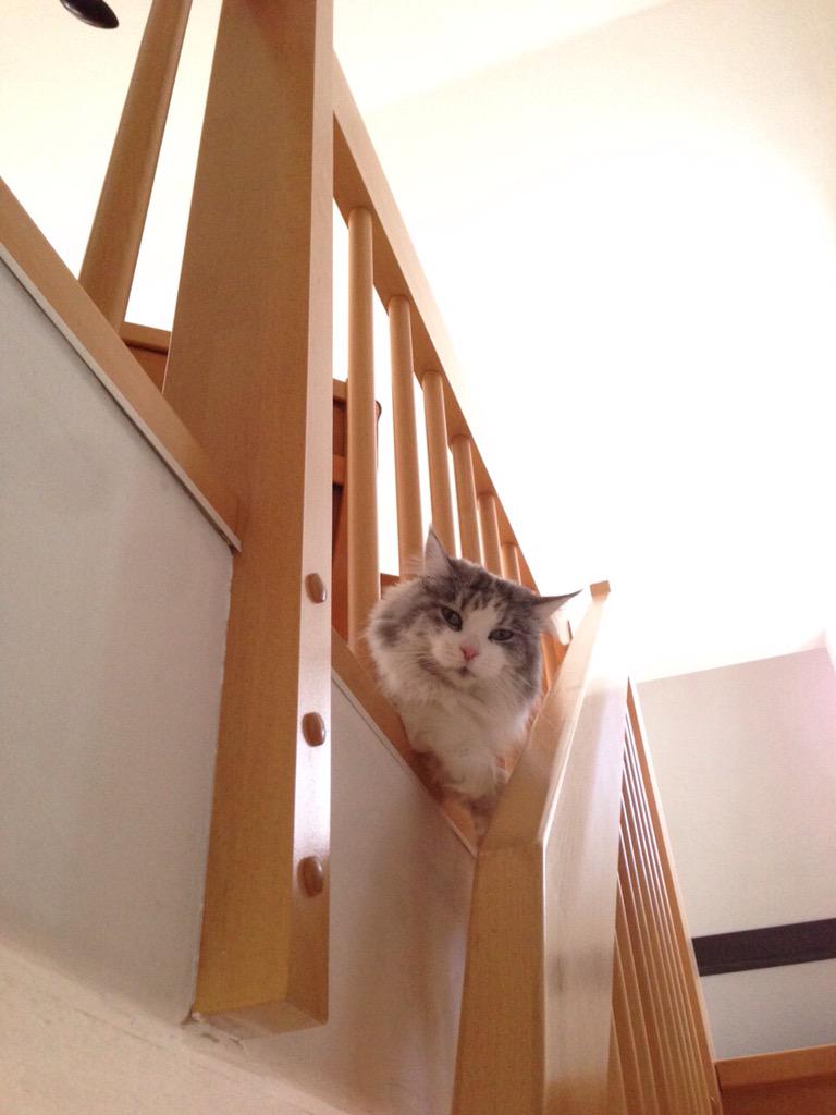 Kovnoske's tweet photo. Komm!って言うと来るけど、おいで！じゃ来ない。猫にも言語能力があるみたいよ…？ http://t.co/mo9ynUOFhs