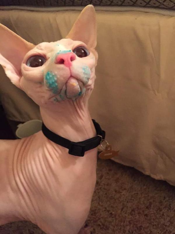 SoCuteKittens's tweet photo. Guess who got into the cupcakes. . http://t.co/jtiCxLTtml