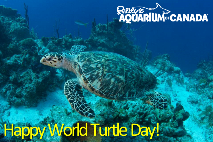 RipleysAquaCA's tweet photo. Shell-ebrate #WorldTurtleDay by visiting our two resident green sea turtles, Spot and Chewy! http://t.co/Fg3xe8E835