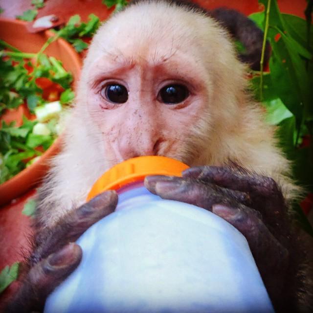 Asianbob's tweet photo. #CostaRica #Monkey #baby #puertoviejo #wildlife #outdoors #nature #awesome #fun #puravida … http://t.co/WjHNnQz7jU http://t.co/4upsAglRvt