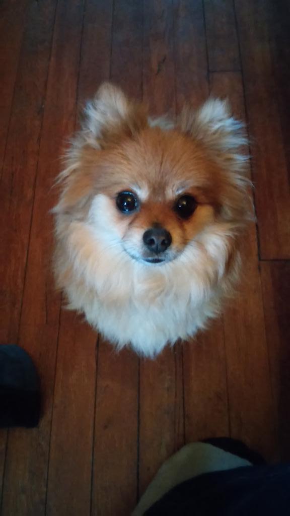 AkeemSamuels's tweet photo. @AnnieYuFox5 you have my support this morning! My dog  rick is excited about your dog report! http://t.co/vzKKEnIQYP