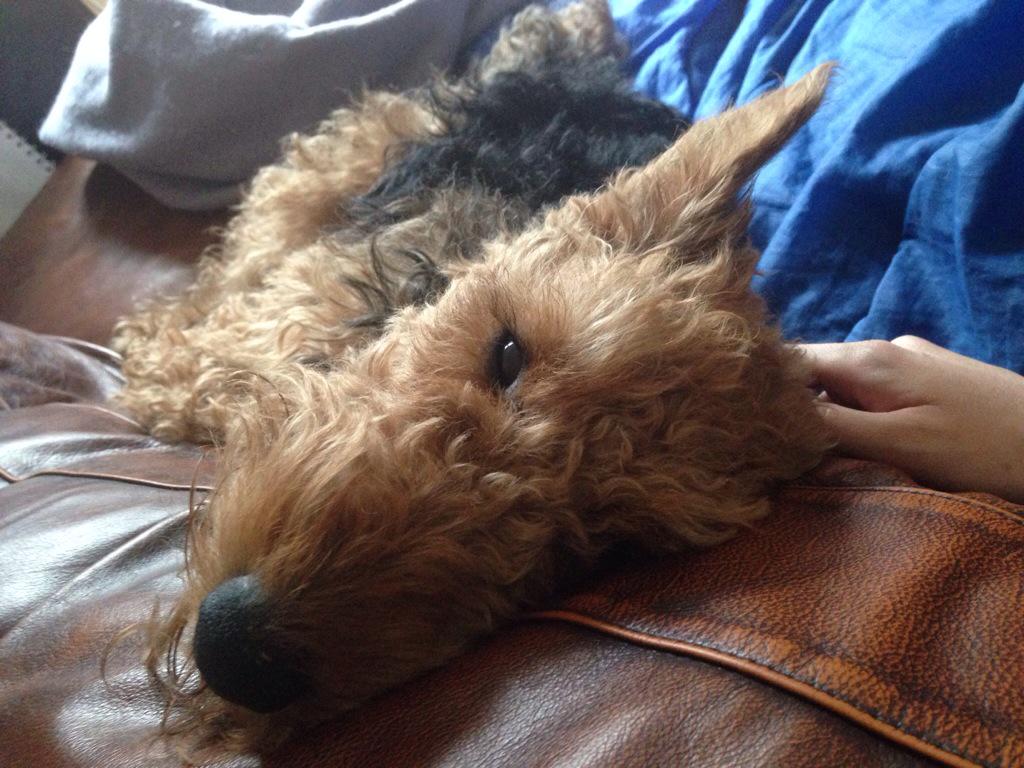 LottieTheWelsh's tweet photo. Happiness. http://t.co/sXyjuCJ1Se