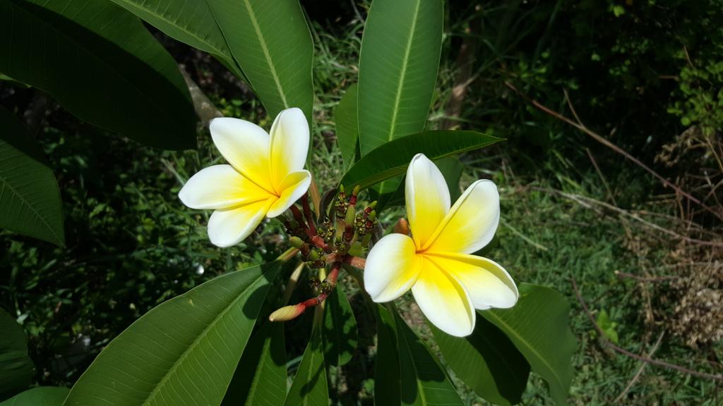 Weligamabay's tweet photo. Araliya in America. #srilankan. http://t.co/8xMzF1pxsJ