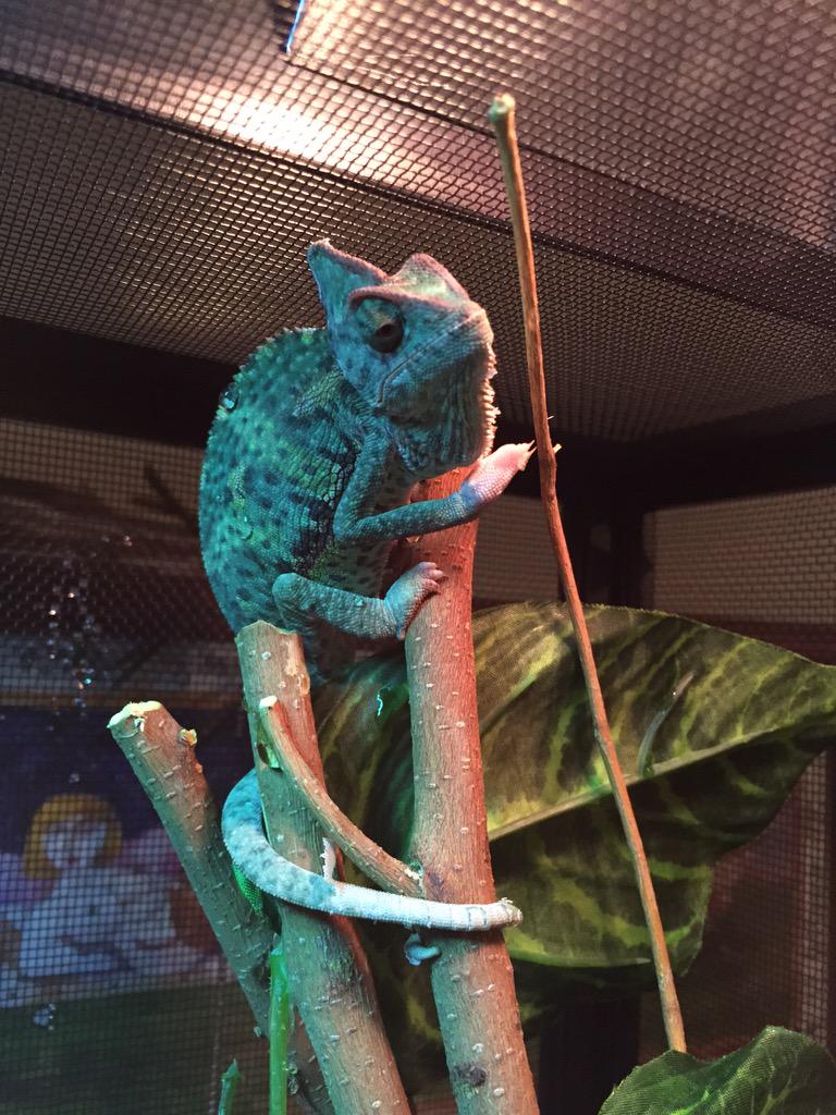 PeraldiniTomm's tweet photo. Pascal🐲 http://t.co/duEqseENOw
