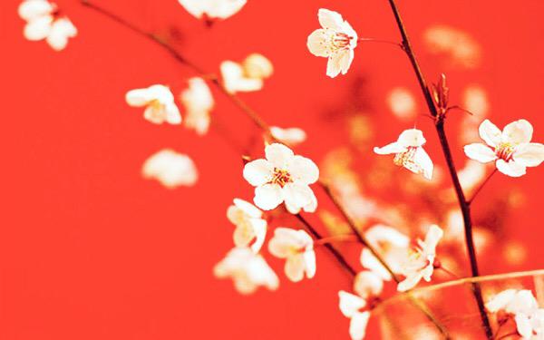 FloweJr's tweet image. Cherry blossom Junior