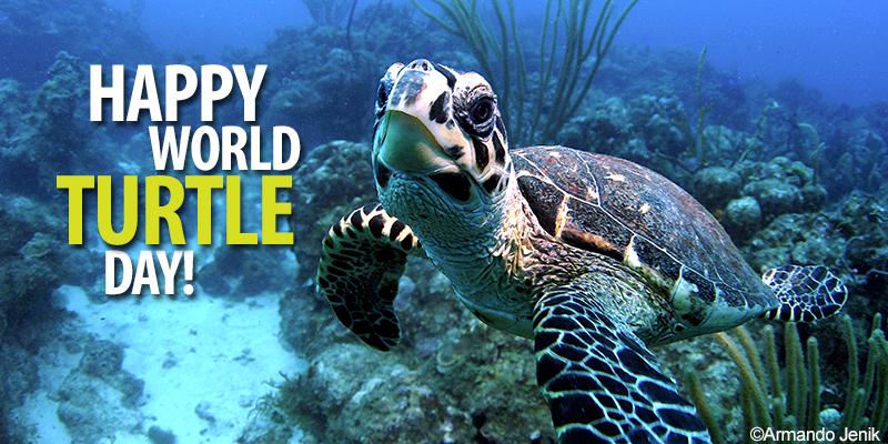 Ocean Conservancy Happy World Turtle Day Worldturtleday Http T Co Se8v0ov9vx