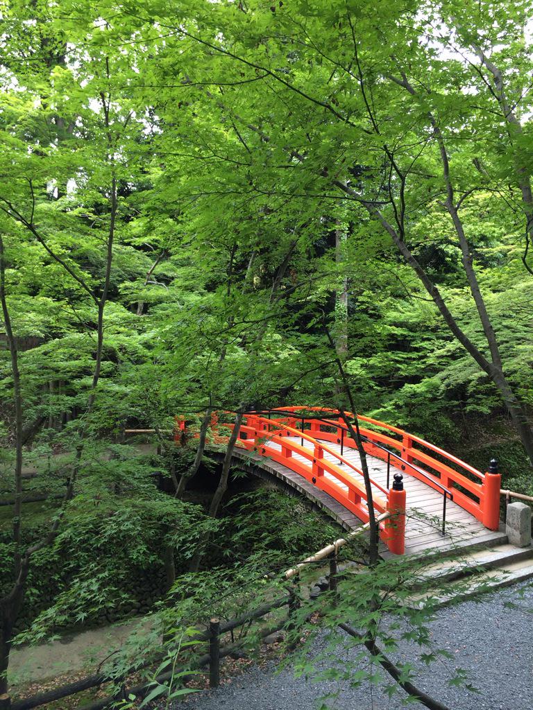 assam_h's tweet image. 北野天満宮のお土居と青もみじきれいだった♪