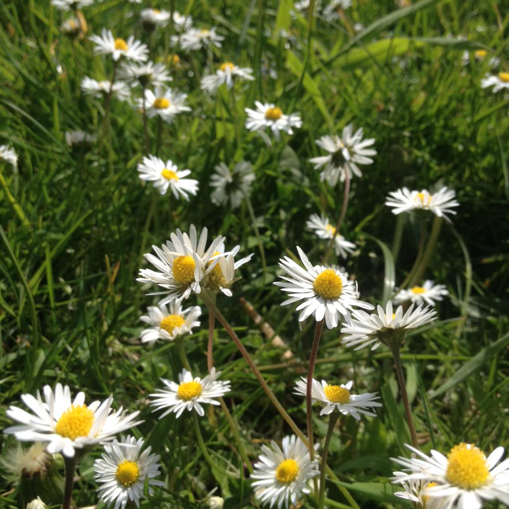 meg_radley's tweet photo. So much beauty in the sun! #DaisyFields ☀️😊❤️ http://t.co/xTT9YYTn4V