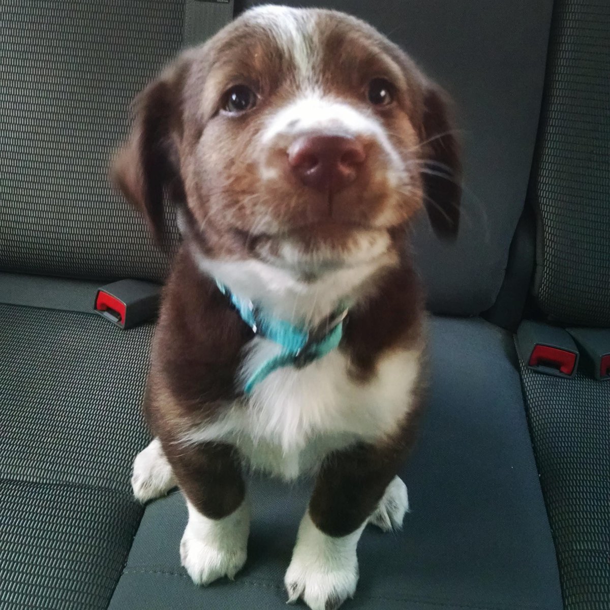 If this guy doesn't make you feel good you may in fact be a robot: