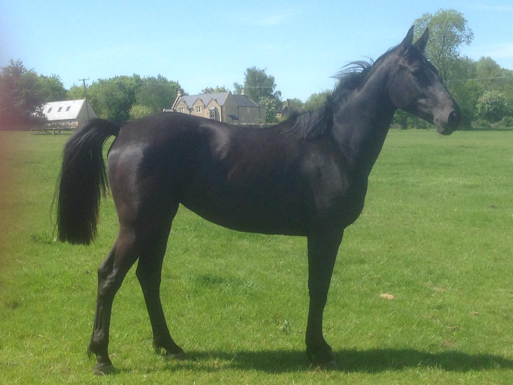 RREquestrian's tweet photo. Duchess enjoying the bank holiday sun :) http://t.co/LA18L4d5vh