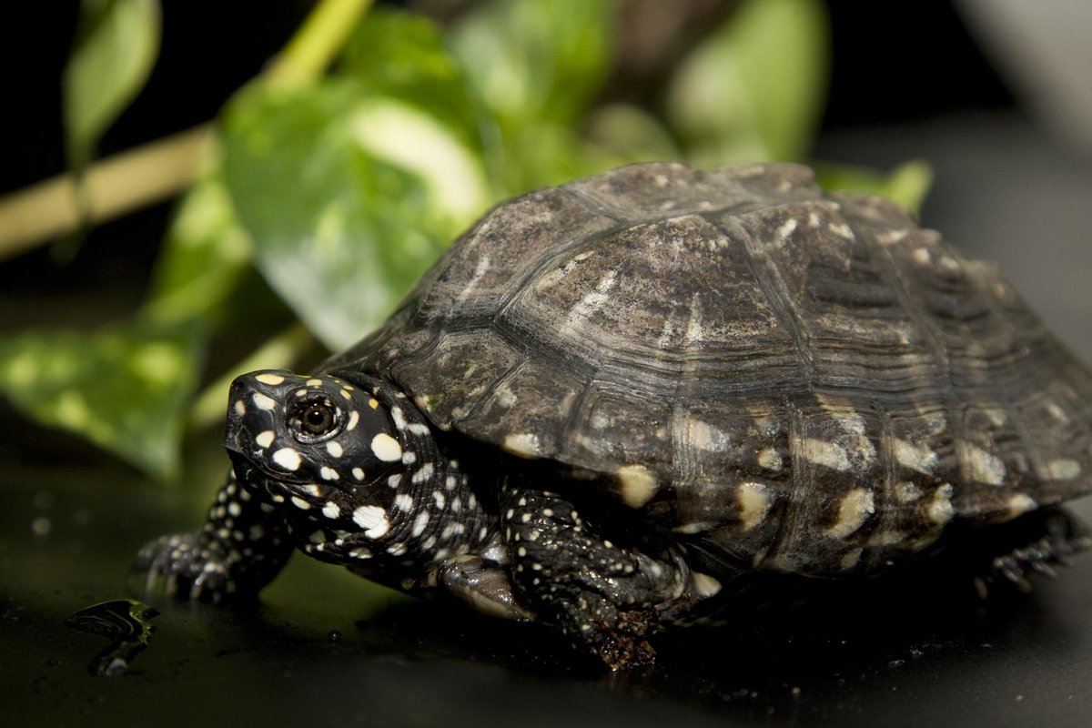 NationalZoo's tweet photo. Happy #WorldTurtleDay! DYK Turtles live in water. Tortoises are land-lovers. Terrapins like both. All are chelonians. http://t.co/vneKC8R9At