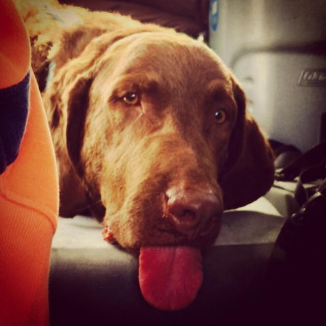 Mel_27_SRNA's tweet photo. #camping #ozarks #devilswell #pulltite #onelove #dogsoftwitter http://t.co/tdp3hw2eyP