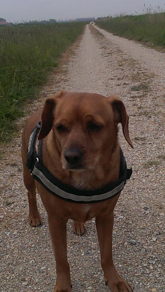 loekvanderheide (@loekvanderheid1) on Twitter photo 