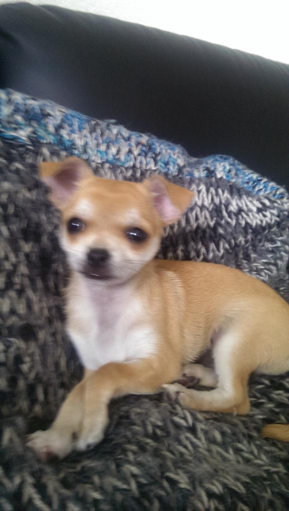 Kizmo onze nieuwe hond