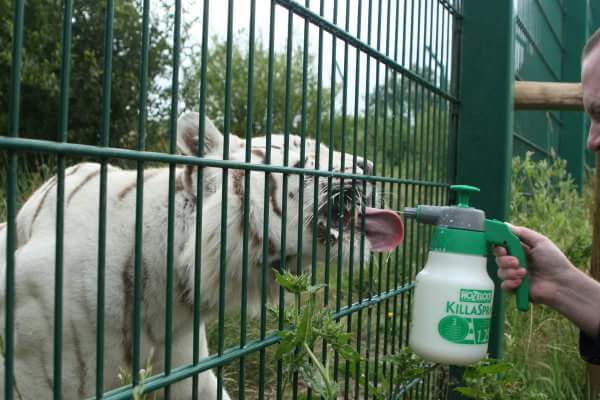 AviaryK's tweet photo. @IsleofWight_Zoo feeding Xena in 2009. Happy birthday Zena! http://t.co/2rXCfDk3sV