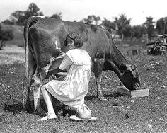 Kathy_Wordfm's tweet photo. Today is the day I milk a cow. #thespringhouse #cowmilkingcontest #nochanceof winning #thisladyishappierthanillbe http://t.co/TZ9pmIMGCi