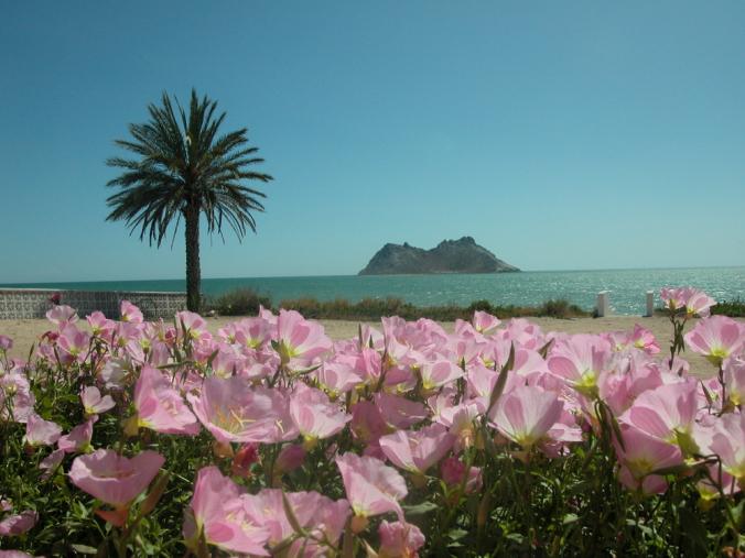 DiarioViajeroMx's tweet photo. #BahíaKino en #Hermosillo, un sitio que nos invita a disfrutar de la belleza de lo simple https://t.co/bRjLReM4PV http://t.co/Wfkd0qC2H3