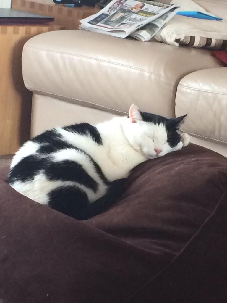 I'm not going to move today #catnap
