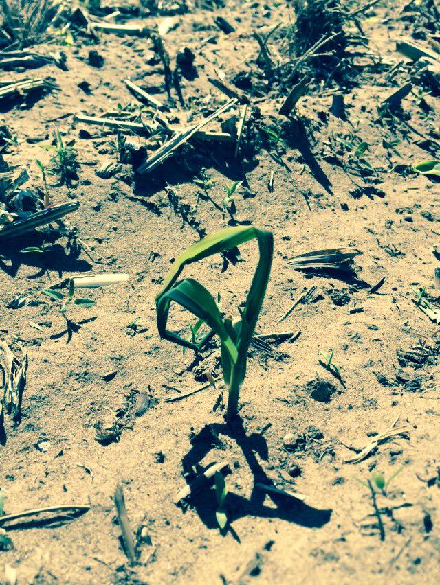 thirlwall's tweet photo. Corn plant at Bothwell that was affected by frost last week. Tied up at tip but will fully recover #justneedstime http://t.co/JGcw3iWRsS