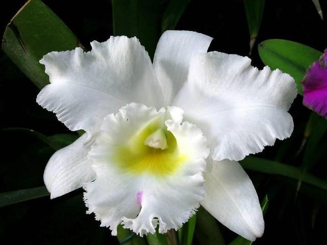 FEVEEM_Oriente's tweet photo. ¡Hoy! día nacional de la orquídea y el turpial►http://t.co/BxvBabJ9FY  http://t.co/Wn8uTMUw49 @OBEVenezuela @FEVEEM http://t.co/Ki0PqaG82m