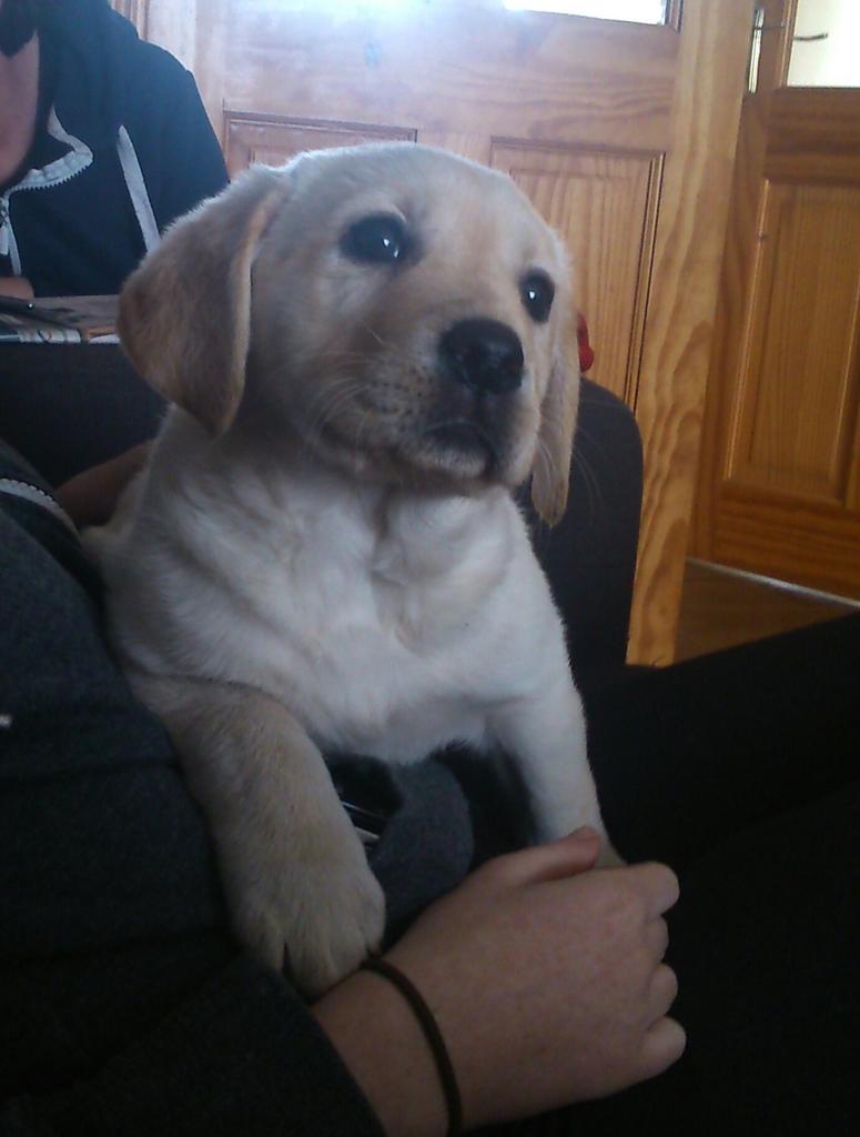 DoonanEstelle's tweet photo. @SimonCowell my baby Mia http://t.co/yVeG57B68Y
