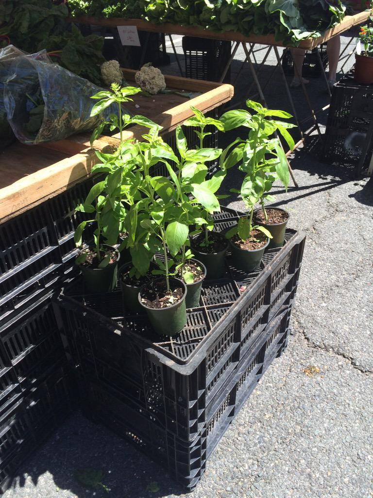 jin_va's tweet photo. Basil!! Around the corner from the @ThePalatine at the farmers market. #BozzutoLocal http://t.co/AAtXPTCYiJ