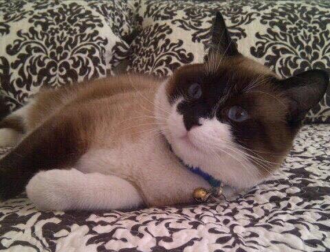 Mi gato Mici no aparece. Necesito encontrarlo ya que es mi familia. Desapareció cerca de Plaza Universidad RT $$$