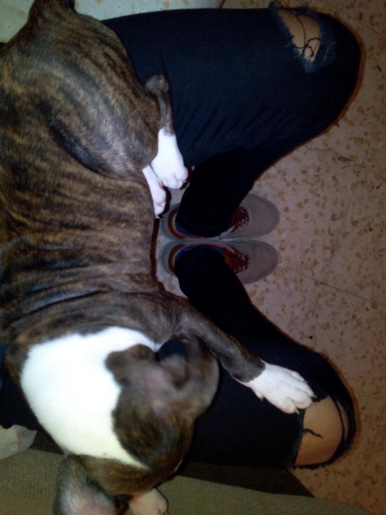 JuanjoVC_7's tweet photo. 🐶💜 http://t.co/R60povXXuo
