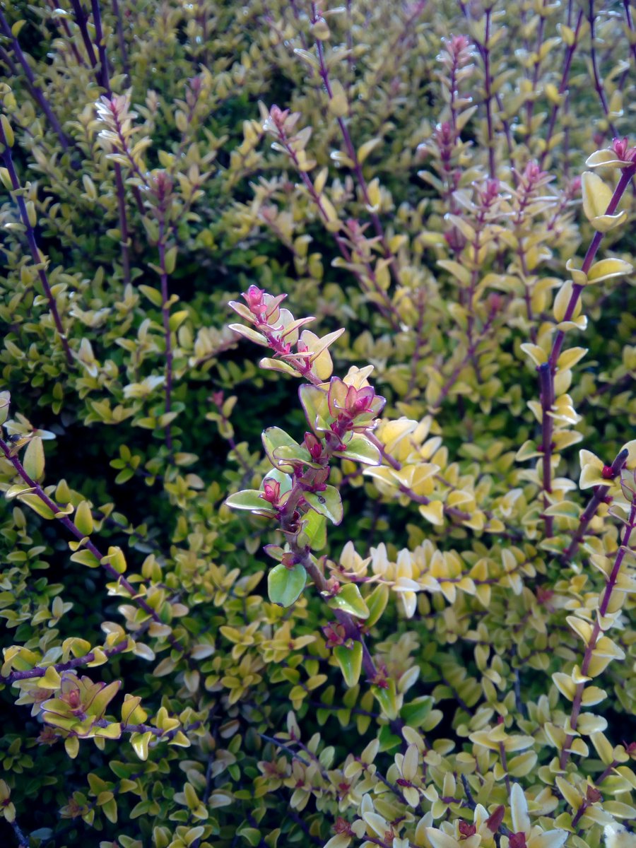 dabarsm's tweet photo. For those who asked for real pictures taken with the uleFone #BeTouch here you are.Full review
http://t.co/wM6CEcJRDd http://t.co/3PHcgPXV5s